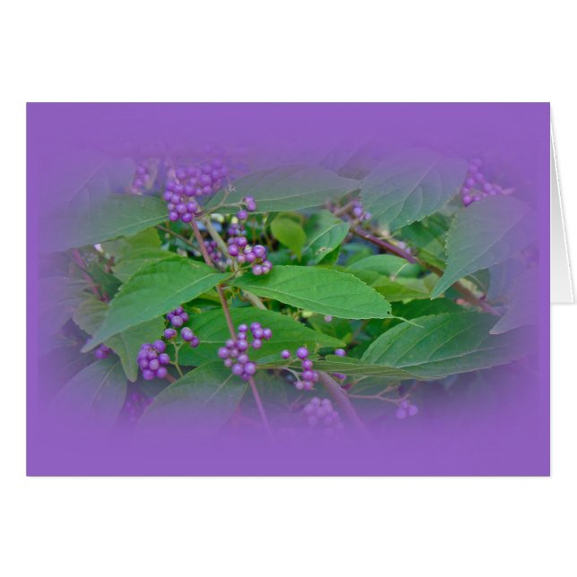 Beautyberry estadounidense (Callicarpa americana) (Anverso (Horizontal))