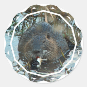 Beavers Habitat Pegatinas