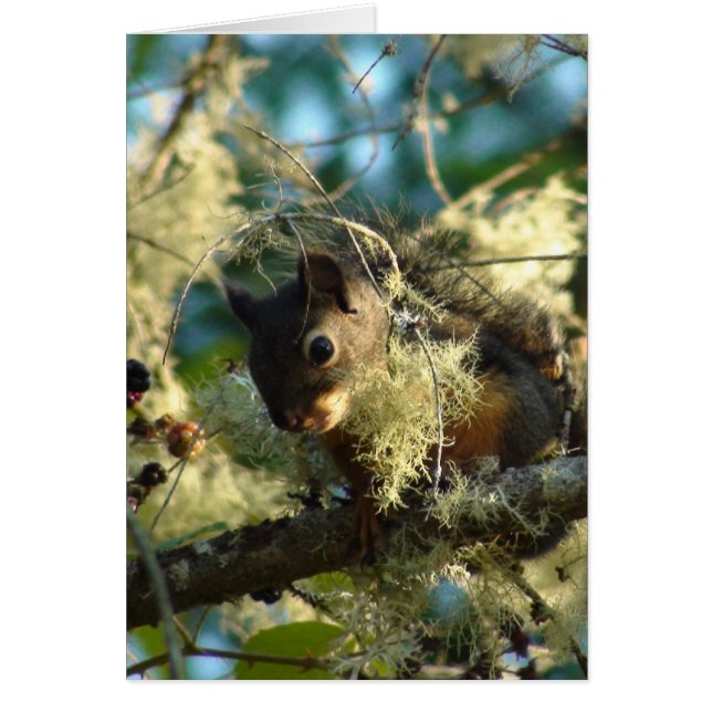 Bebé 2009 de la ardilla (Frente)