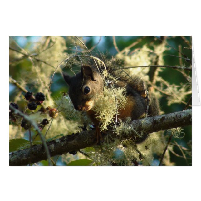 Bebé 2009 de la ardilla (Anverso (Horizontal))