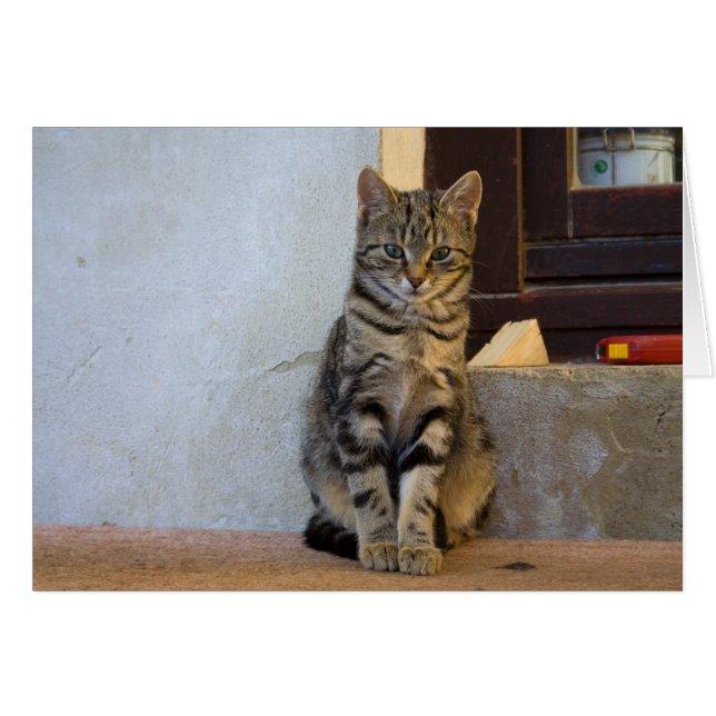 Bebé de gato de tigre adorable (Anverso (Horizontal))