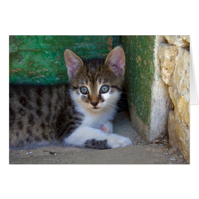 Bebé de gato dulce tigre (Anverso (Horizontal))