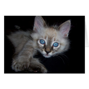 Bebé de ojos azules