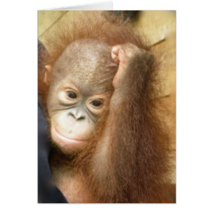 Bebé de vida silvestre Orangutan (versión 2)