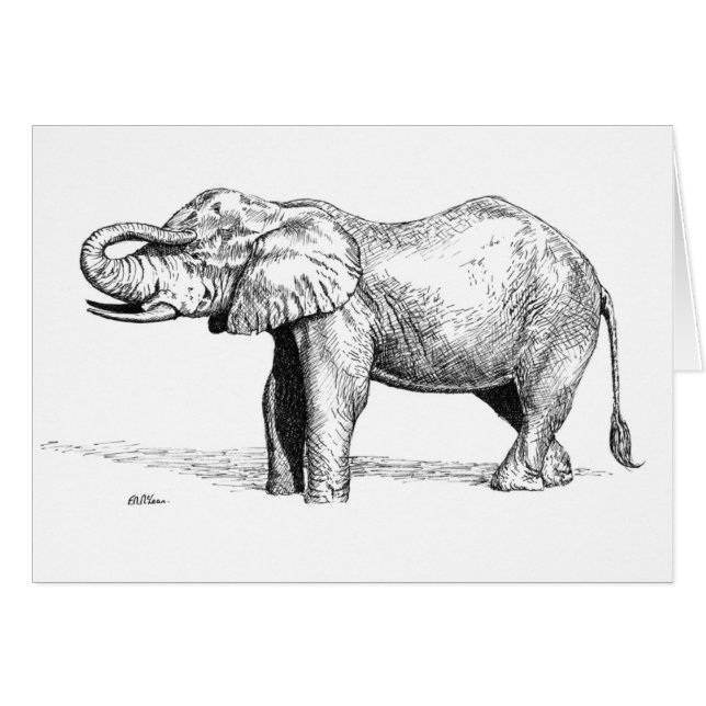 Bebé del elefante (Anverso (Horizontal))