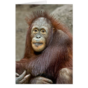 Bebé del orangután