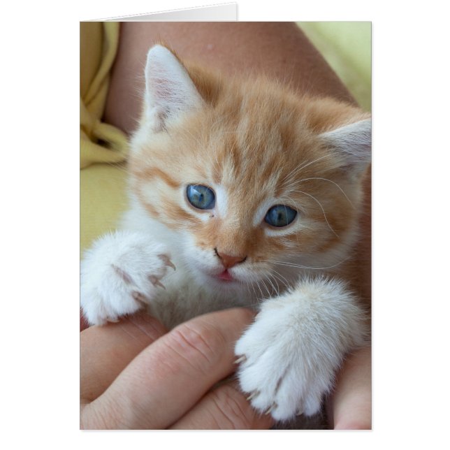 Bebé dulce de Tabby (Frente)