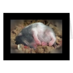 Bebé Hamster durmiente