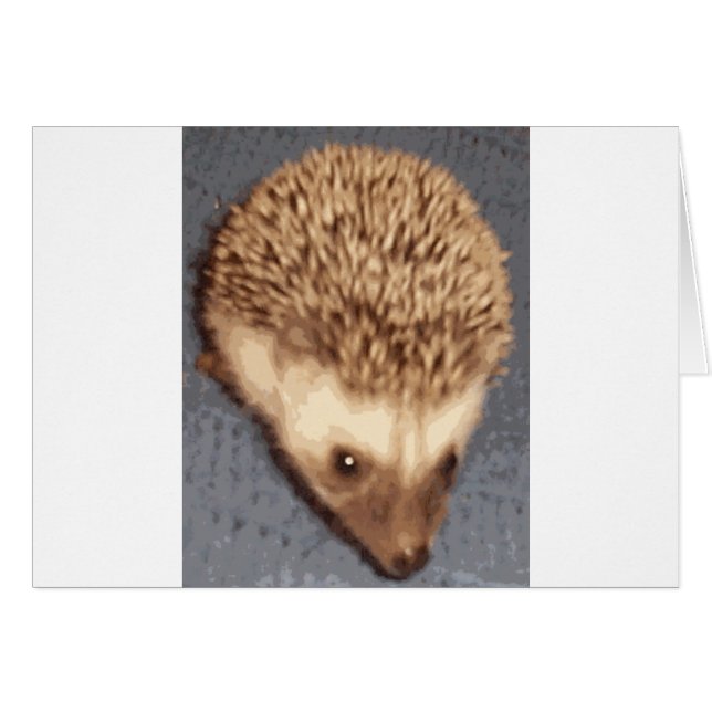 bebé hedgehog (Anverso (Horizontal))