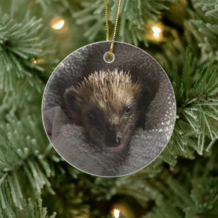 Bebé Hedgehog en ornamento abierto