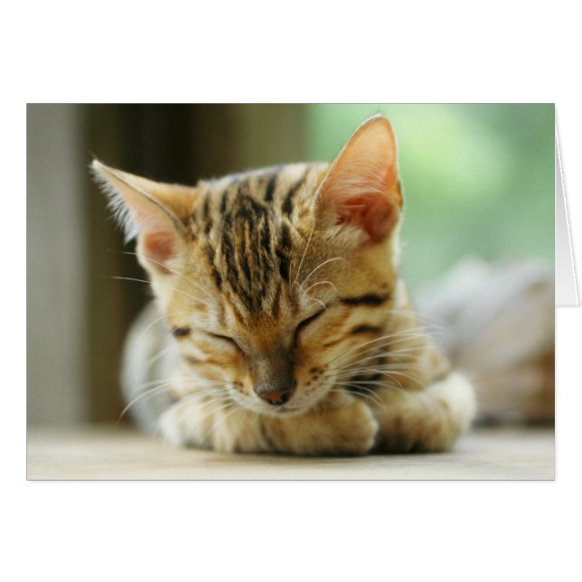 Bebé Kitty durmiente (Anverso (Horizontal))