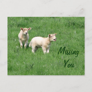 Bebé Lambs y le faltan tarjetas postales