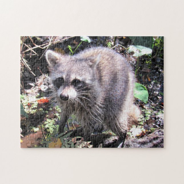 Bebé lindo Raccoon Foraging Jigsaw Puzzle (Horizontal)