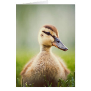 Bebé Mallard Ducking