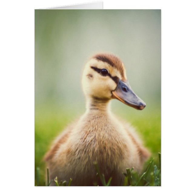 Bebé Mallard Ducking (Frente)