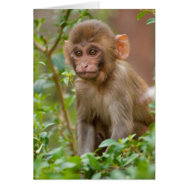 Bebé mono rhesus, templo del mono, Jaipur (Frente)