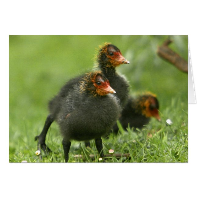 Bebé Moorhens, Inglaterra. (Anverso (Horizontal))