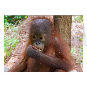 Bebé orangután en escuela de la selva de Borneo