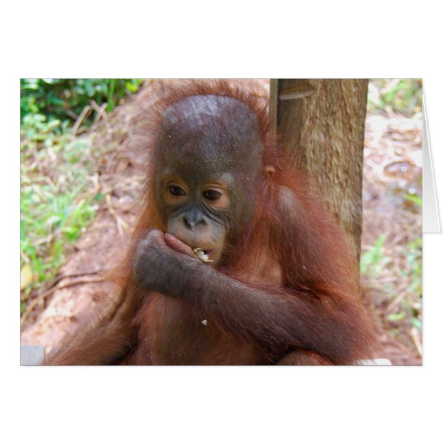 Bebé orangután en escuela de la selva de Borneo (Anverso (Horizontal))