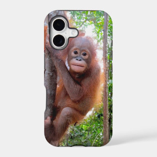 Bebé Orangután Uttuh en la Escuela de la Jungla