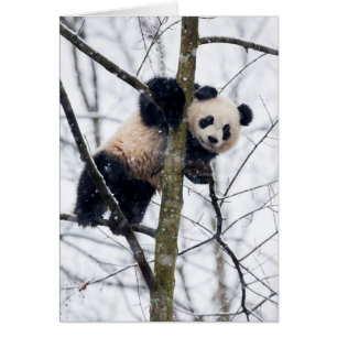 Bebé panda en el árbol