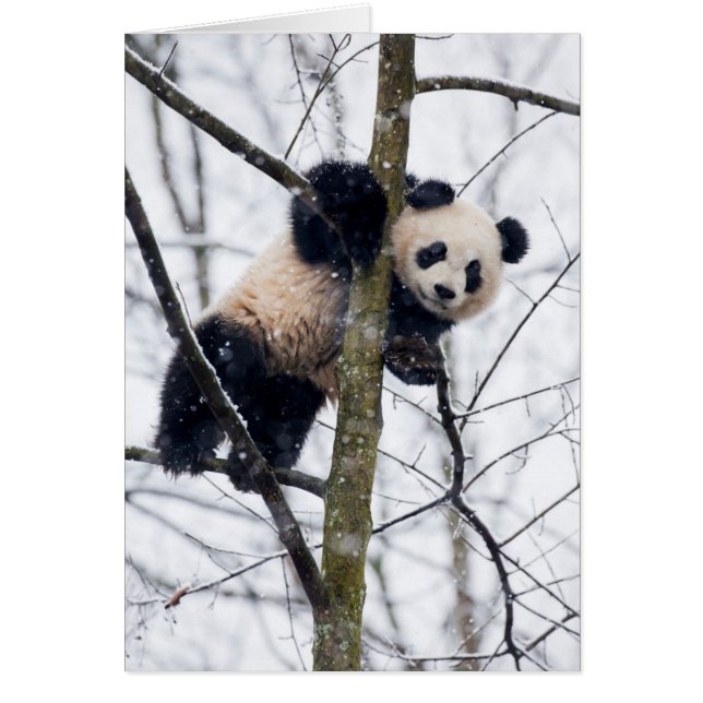 Bebé panda en el árbol (Frente)