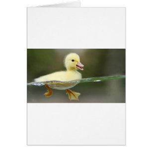 bebé pato nadando lindo