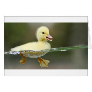 bebé pato nadando lindo