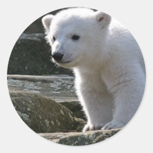 Bebé Pegatina de oso polar