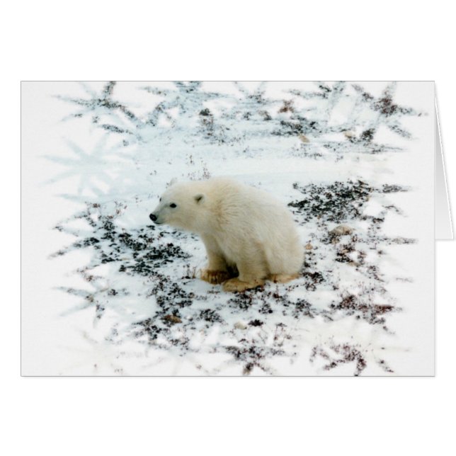 bebé polar (Anverso (Horizontal))