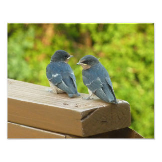 Bebé Traga fotografías de aves naturales