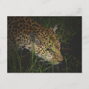 Beber leopardo en postales de safari salvaje
