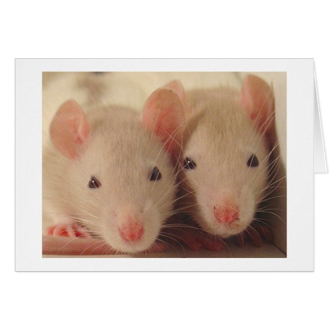 bebés (Anverso (Horizontal))