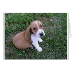 bebés (8)