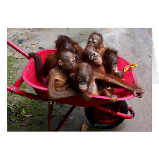 Bebés de Orangutan con flecha roja