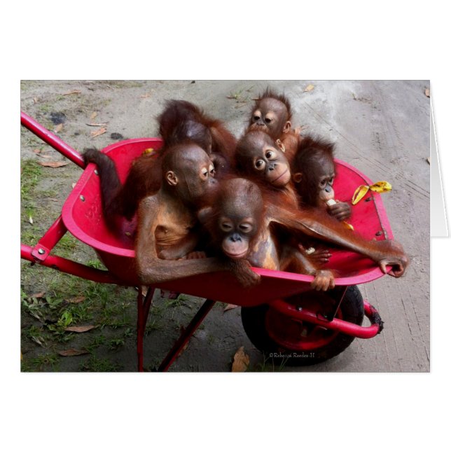 Bebés de Orangutan con flecha roja (Anverso (Horizontal))