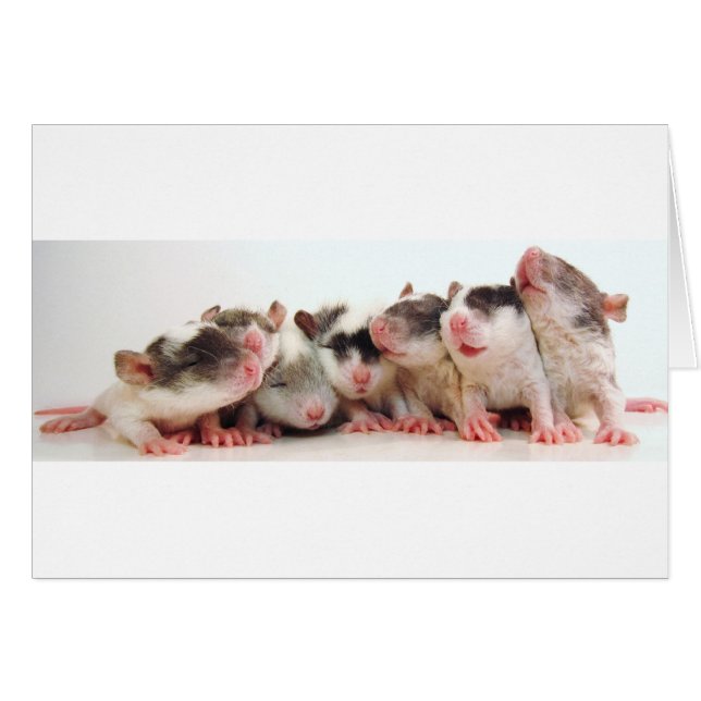 Bebés tontos del muchacho (Anverso (Horizontal))