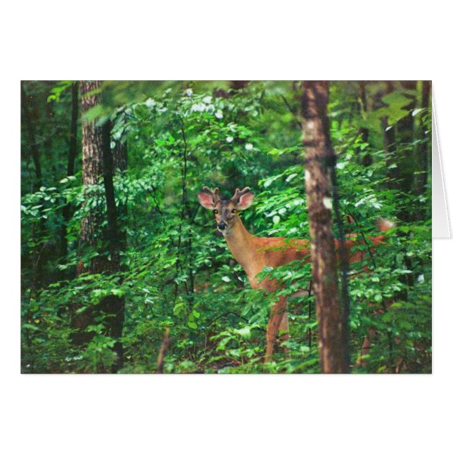 "Beca En El Camino" (Anverso (Horizontal))