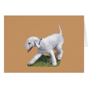 Bedlington Terrier