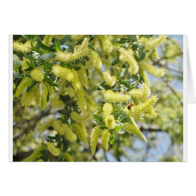 Bee (Anverso (Horizontal))