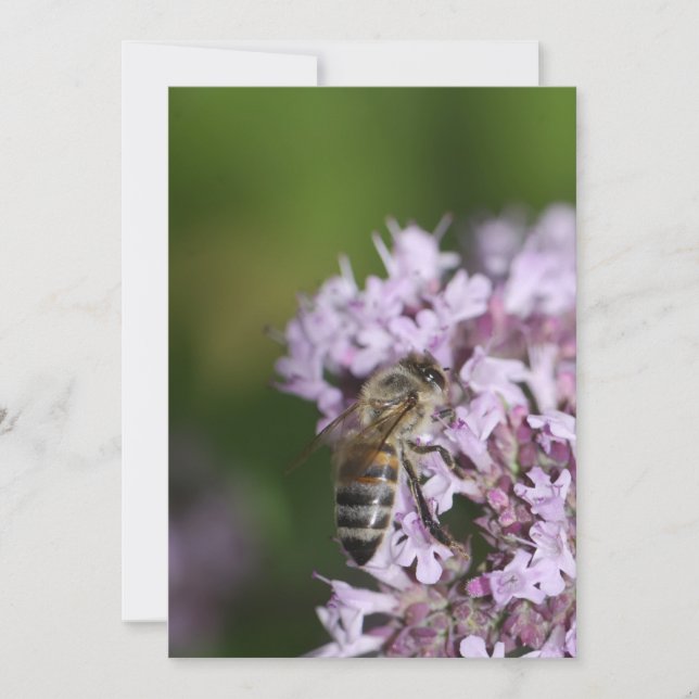 Bee (Anverso)