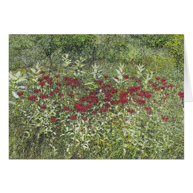 Bee Balm (Bergamont) en agosto (Anverso (Horizontal))