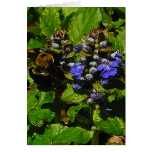 Bee de abejas moradas y abeja de burbujas (Frente)