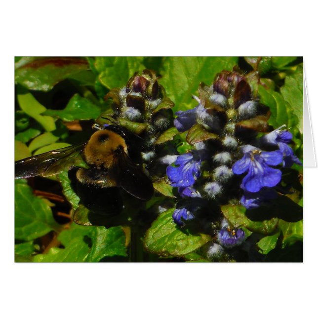 Bee de abejas moradas y abeja de burbujas (Anverso (Horizontal))