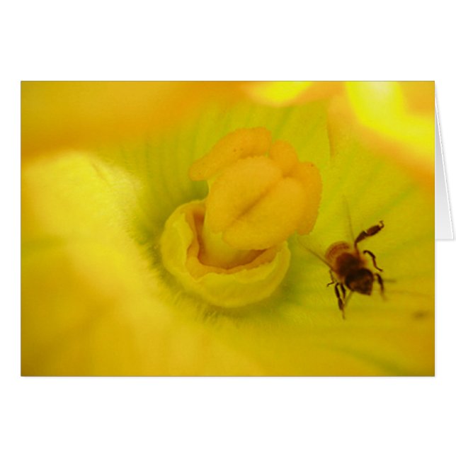 Bee Dentro De La Flor De Zucchini (Anverso (Horizontal))