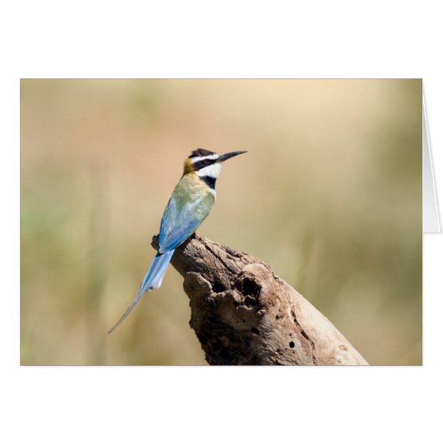 Bee-eater (Anverso (Horizontal))