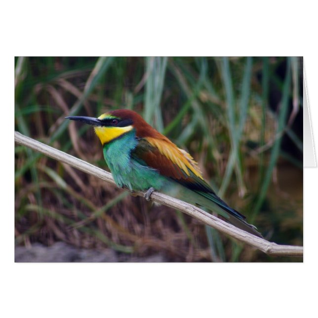 Bee-eater (Anverso (Horizontal))