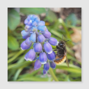 Bee en Muscari Armeniacum Grape Hyacinin magnético