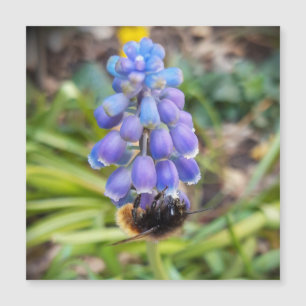 Bee en Muscari Armeniacum Grape Hyacinin magnético