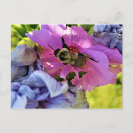 BEE EN UNA TARJETA POSTAL DE HIBISCO ROSA
